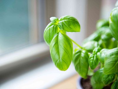 Descubrí por qué necesitás una planta de albahaca en la cocina
