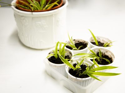Lo que los jardineros no cuentan: el truco para reproducir tu planta Lazo de Amor fácil y en tiempo récord