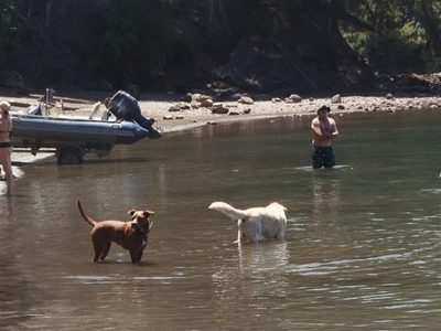 Villa la Angostura recordó que está prohibido el ingreso de mascotas a las playas