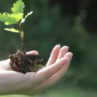 El secreto de los jardineros para ablandar la tierra de tus macetas sin cambiarla