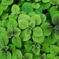 Pequeña, pero poderosa: la planta que podés poner en tu baño si querés mejorar tu economía