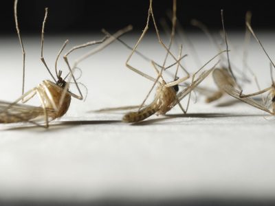 El dengue supera al coronavirus en Argentina: hay más de 38 mil infectados