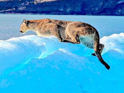El puma abandonó el iceberg y regreso a la meseta de Santa Cruz a nado