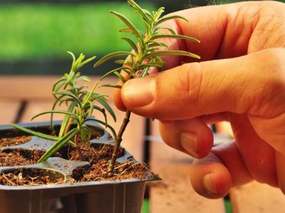 Gratis, fácil y rápido: el truco de los viveros para reproducir con éxito tus plantas favoritas