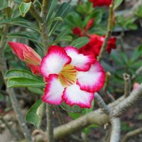 Suculentas: consejos para tener una rosa del desierto florida durante el verano