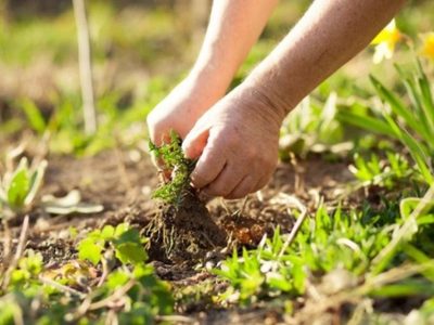 3 malas hierbas o malezas que arruinan tu jardín: cómo controlarlas y evitar que aniquilen todas tus plantas