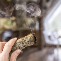 Prepará este "poderoso" ritual con esta planta para purificar tu hogar y alejar las malas vibras