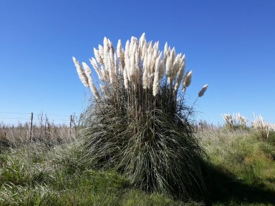 La planta que para algunos tiene mala fama y que crece rápido con pocos cuidados y es un tesoro para tu jardín