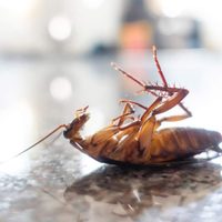 Eliminá para siempre las cucarachas de cocina con estos elementos que tenés a mano