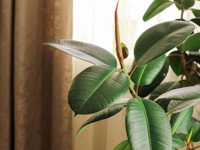 5 plantas que combaten el calor y que no pueden faltar en tu casa en verano