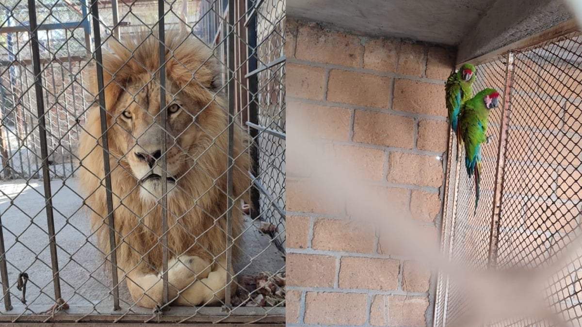Animales rescatados