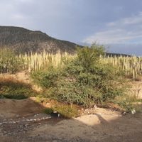 Tehuacán-Cuicatlán ya es Patrimonio Mundial en la categoría de Bien Mixto