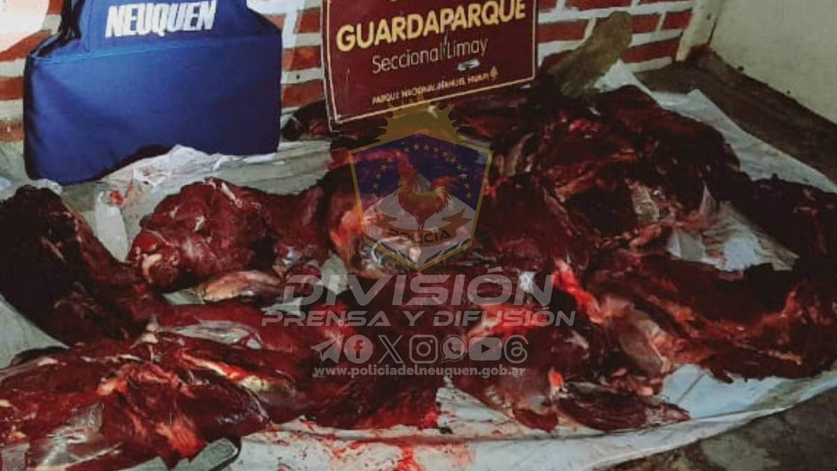Decenas de kilos de carne de ciervo colorado fueron secuestrados. Fuente (Policía de Neuquén)