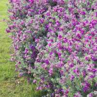 Conocé la hermosa planta que podés tener en tu jardín o también es perfecta para crear un cerco vivo