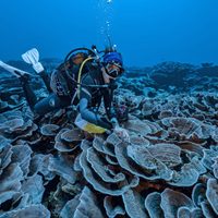 Increíble hallazgo: descubren en Tahití uno de los mayores arrecifes de coral del mundo