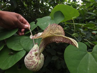 Si ya no sabés qué hacer para tener un lindo césped, conocé esta planta enredadera que es genial como cubresuelo