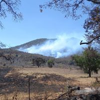 Incendios en Michoacán amenazan el santuario de la mariposa monarca