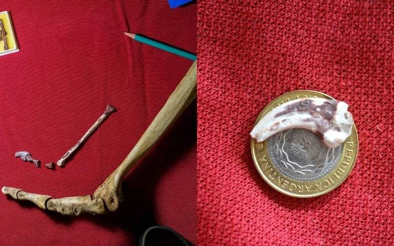 Los restos del Overoraptor chimentoi