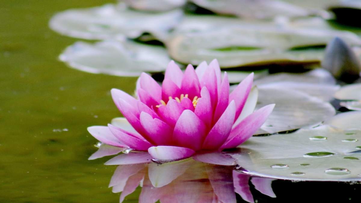 Flor de loto. Fuente: (X)