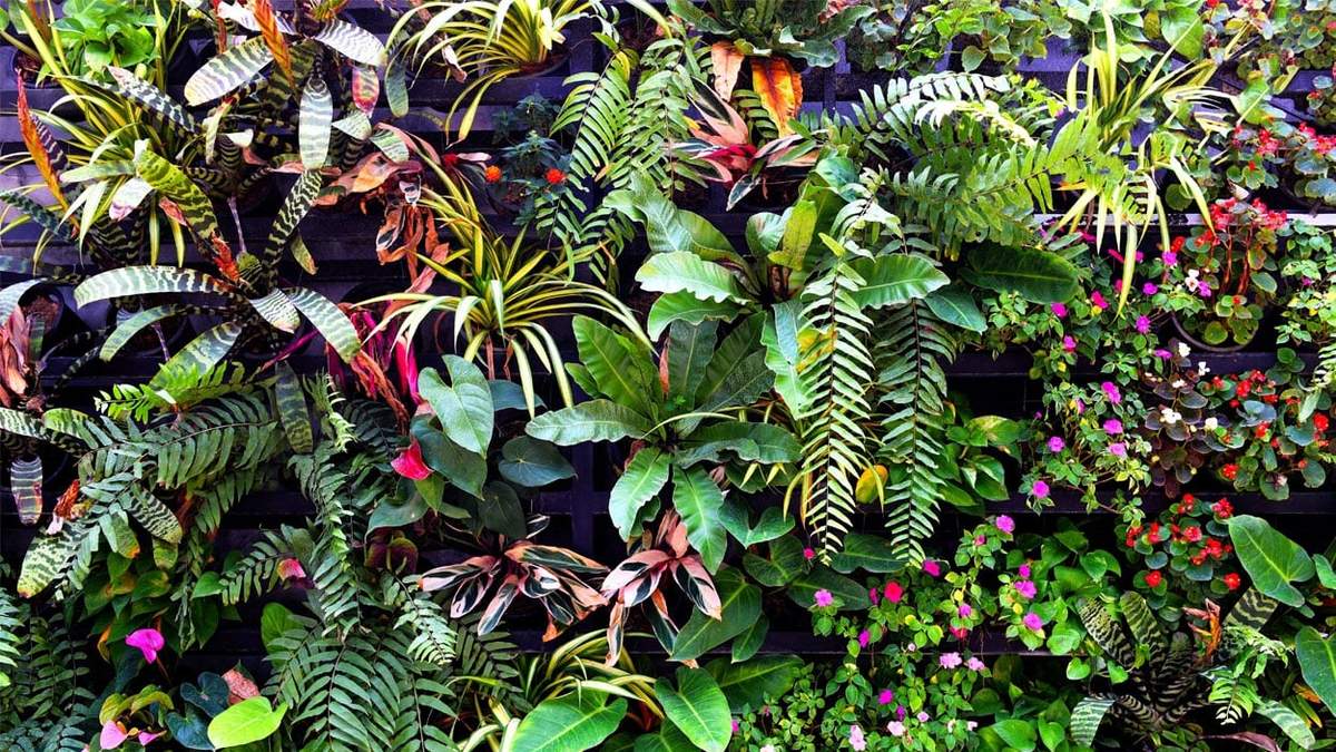Plantas. Fuente: (Viveros Shangai)