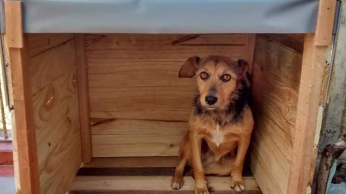 El municipió de Cutral Co pretende remover las cuchas para perros callejeros. Fuente: (Web La Voz)