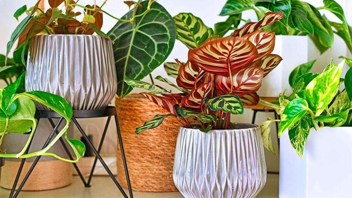 Plantas. Fuente: (Floristeria Fia)