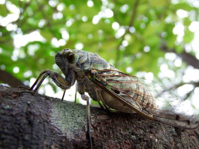 Regresan las cigarras a EE. UU., miles de millones de insectos invadirán el país