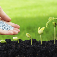 El fertilizante casero y práctico para que tus plantas estallen de flores y frutos en esta primavera