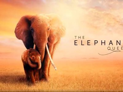 'The Elephant Queen”