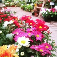 Las plantas que son una joya para tu jardín, crecen sin esfuerzo y se lucen mucho más en primavera
