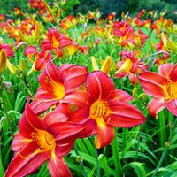 La planta de flores comestibles que florece solo 24 horas y soporta las heladas o el calor extremo