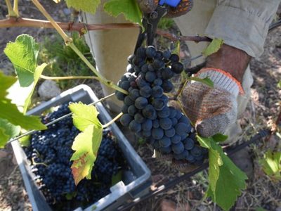 Fecovita presentará un recurso extraordinario ante la Corte