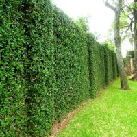 Ideales para impacientes: las plantas de rapidísimo crecimiento que te protegen de la vista de tus vecinos