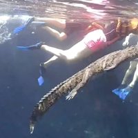 "Panchito", el cocodrilo que se viralizó al nadar junto a turistas en un cenote de Tulum