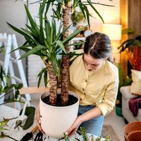 6 plantas de interior que son ideales: necesitan poca luz, poco cuidado y son hermosas