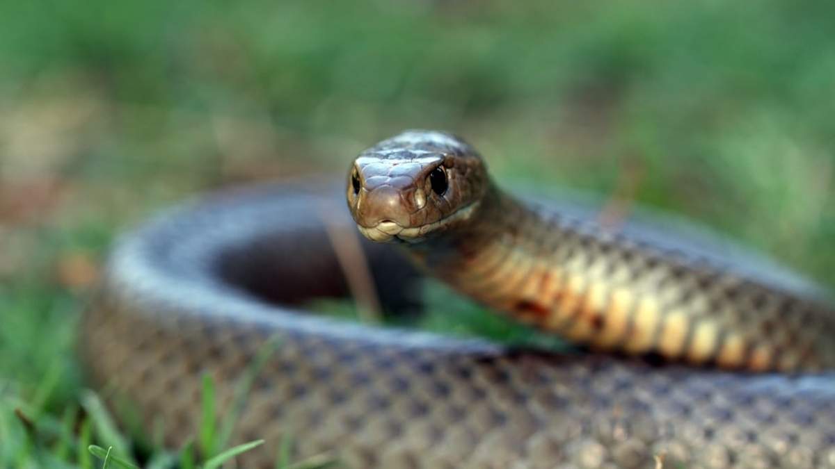 La serpiente marrón oriental o Pseudonaja textilis. Fuente: (Twitter)