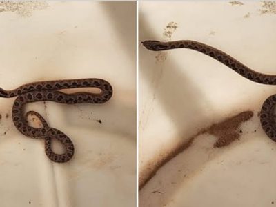 Susto en Rincón de los Sauces: rescataron una serpiente del interior de una vivienda