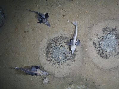 Hallaron en la Antártida la mayor zona de cría de peces jamás vista: unos 60 millones de nidos