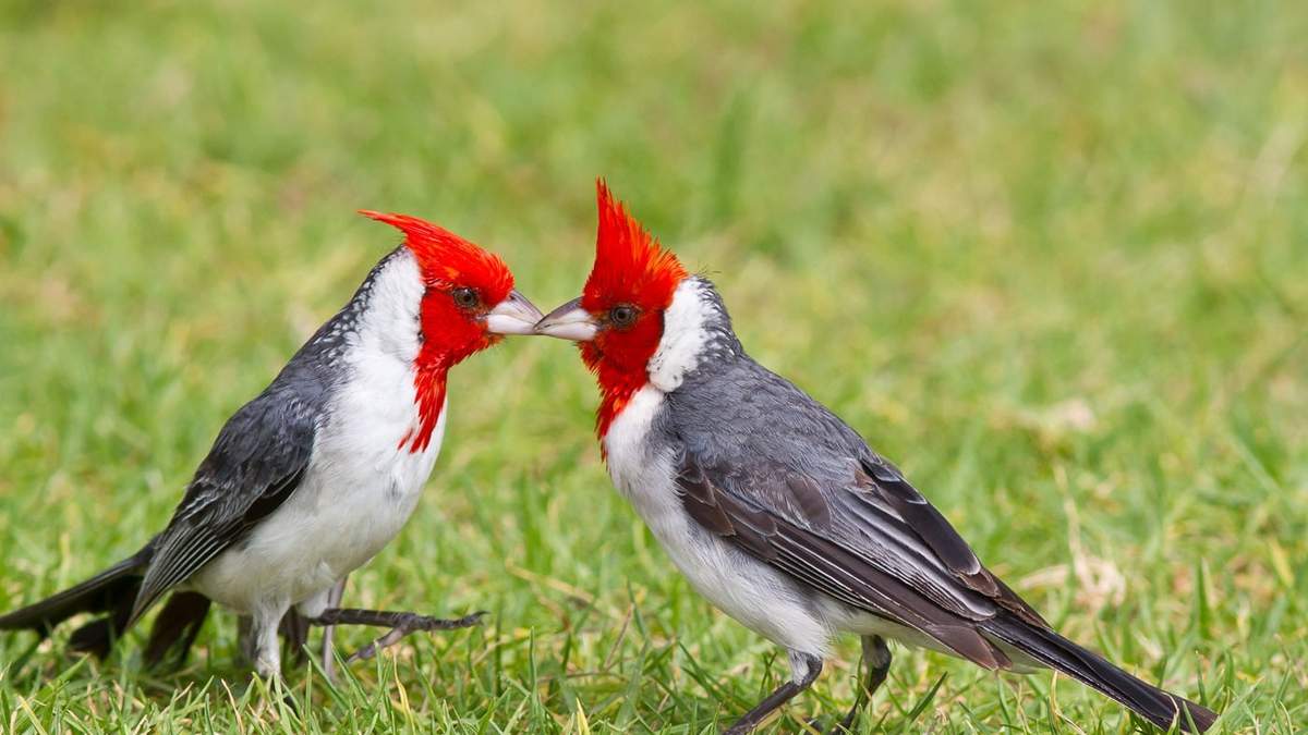Una pareja de Cardenales. Fuente: (X)