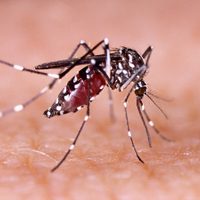 El dengue no da tregua en la provincia de Buenos Aires, ya se registraron más de 150 casos en 2020