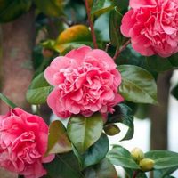 La planta símbolo de Chanel que florece en primavera y es muy fácil de mantener