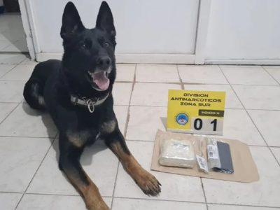 Un perro detector sorprendió a un pasajero de un colectivo que llevaba más de medio kilo de cocaína