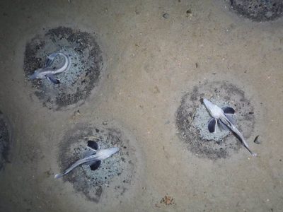 La mayor zona de cría de peces del mundo es descubierta en la Antártida