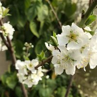 El árbol de pocos cuidados que da flores hermosas en primavera y mucha sombra en verano
