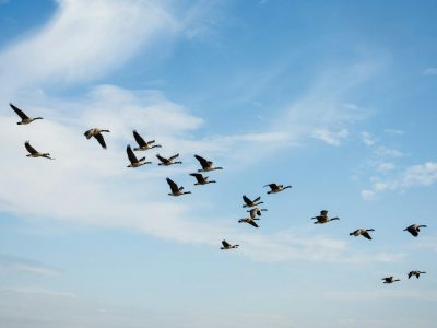 Qué significa ver una bandada de aves volando frente a vos: la respuesta te sorprenderá