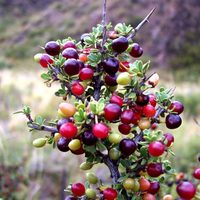 El piquillín, un fruto que se reinventó en la gastronomía