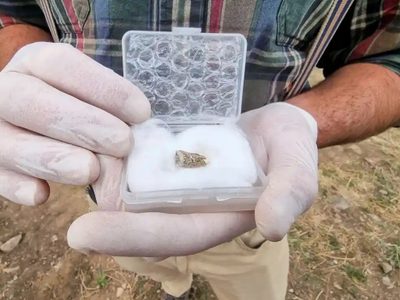 Se encontró en Georgia un diente de un antepasado humano de 1,8 millones de años de antigüedad