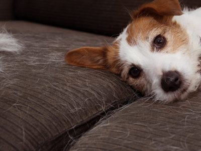 Con 1 solo elemento y sin aspiradora, terminá con los pelos de tus mascotas en el sillón