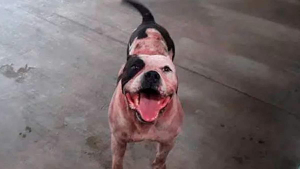 Perro de raza Pitbull