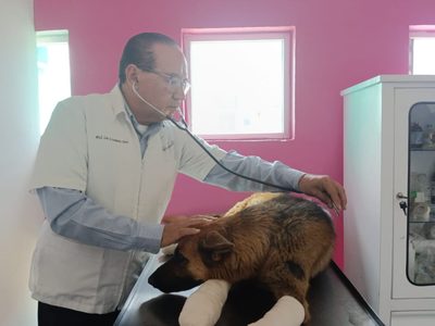 Una perra fue arrastrada por su presunta dueña en carretera de Guanajuato; la rescatan con vida